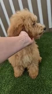 Miniature Poodle dogs for sale: Gunner Miniature Poodle  - Video 1