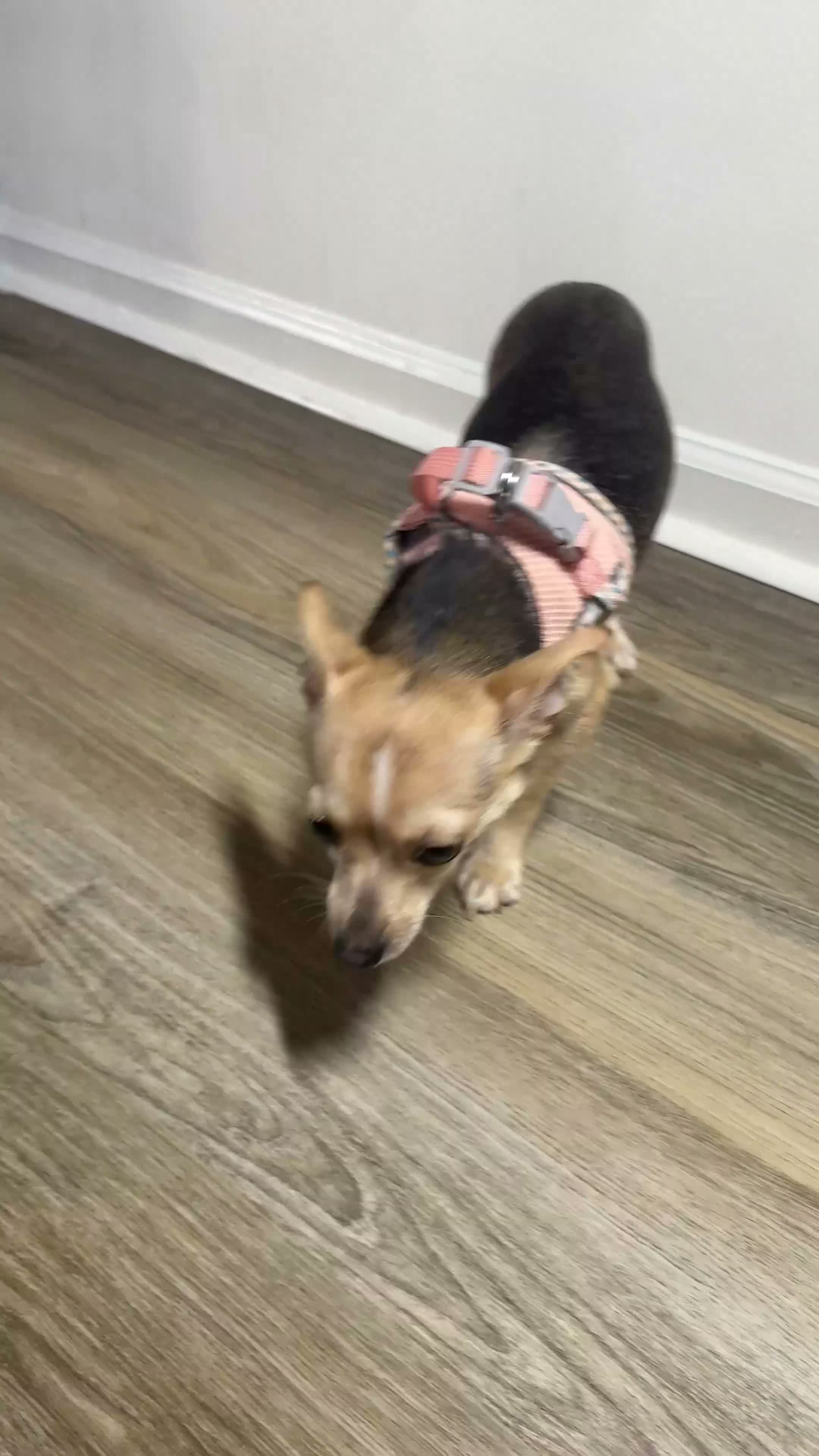 Chihuahua dogs for sale: Nova - Video 2