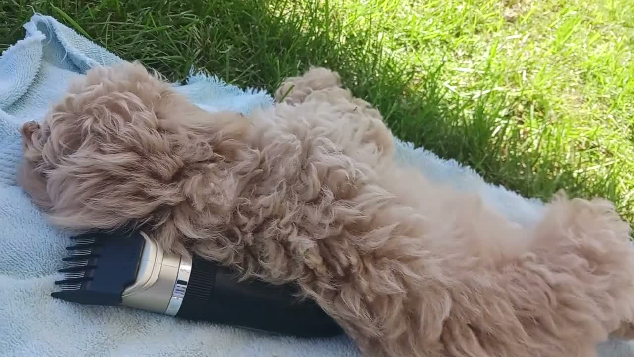Maltipoo dogs for sale: Jack - Video 1