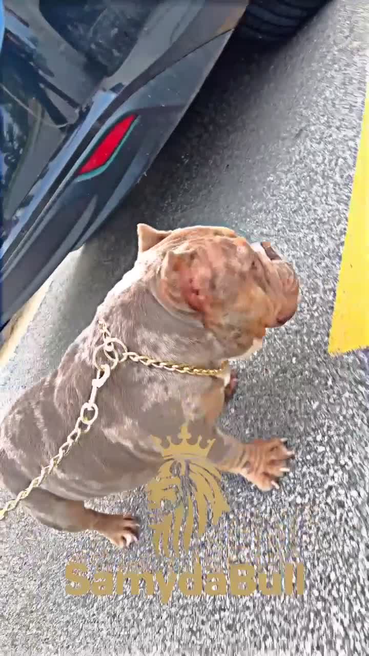 American Bully dogs for stud: America bully - Video 5