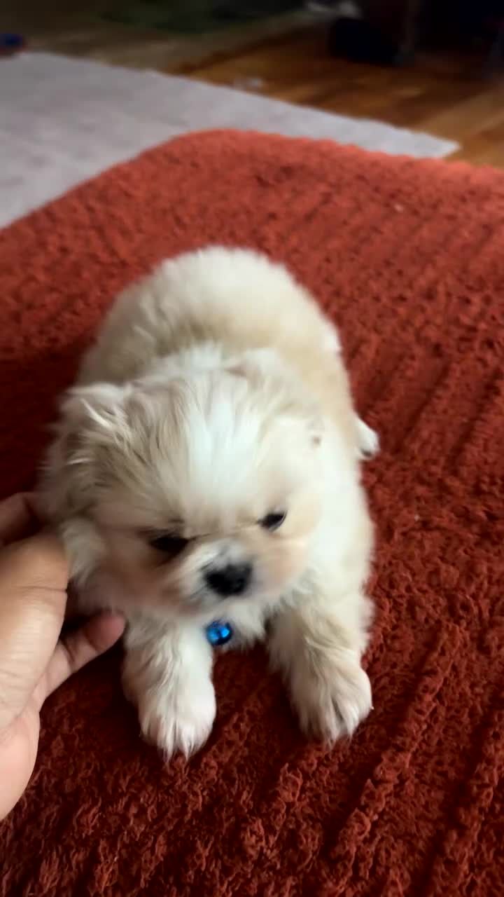 Pekingese dogs for sale: Pekingese Puppy 3 - Video 1