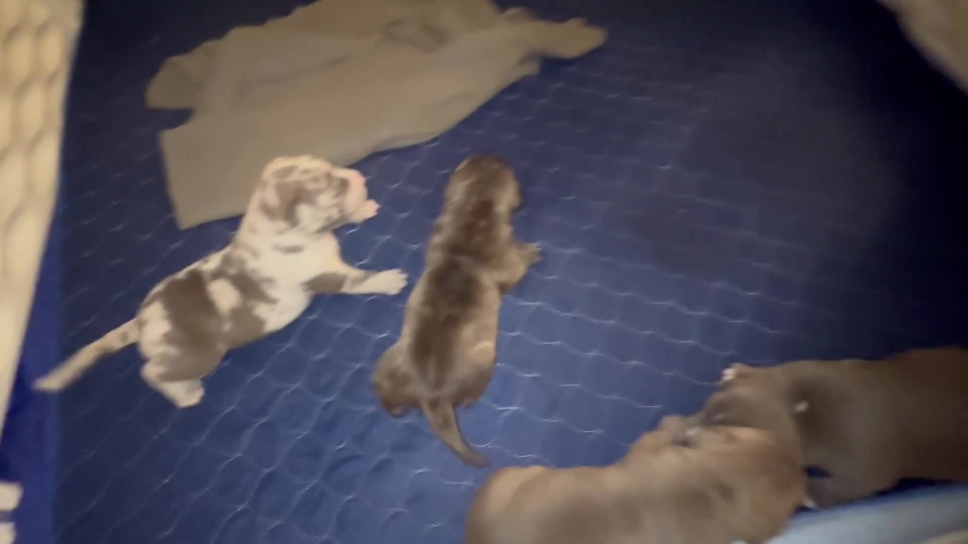 American Bully dogs for sale: American Bully 1 - Video 1