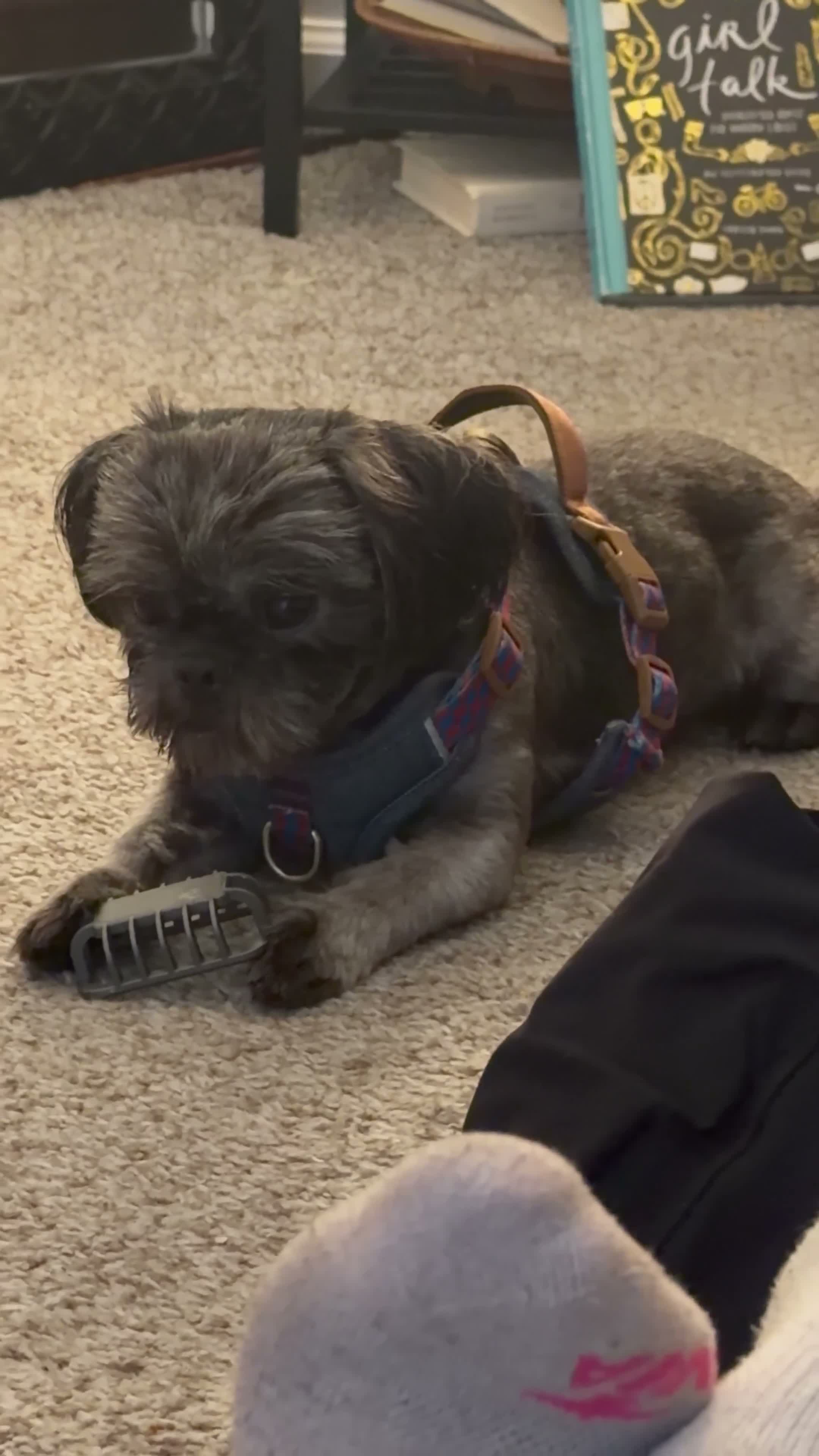 Shih Tzu dogs for sale: Ash - Video 1