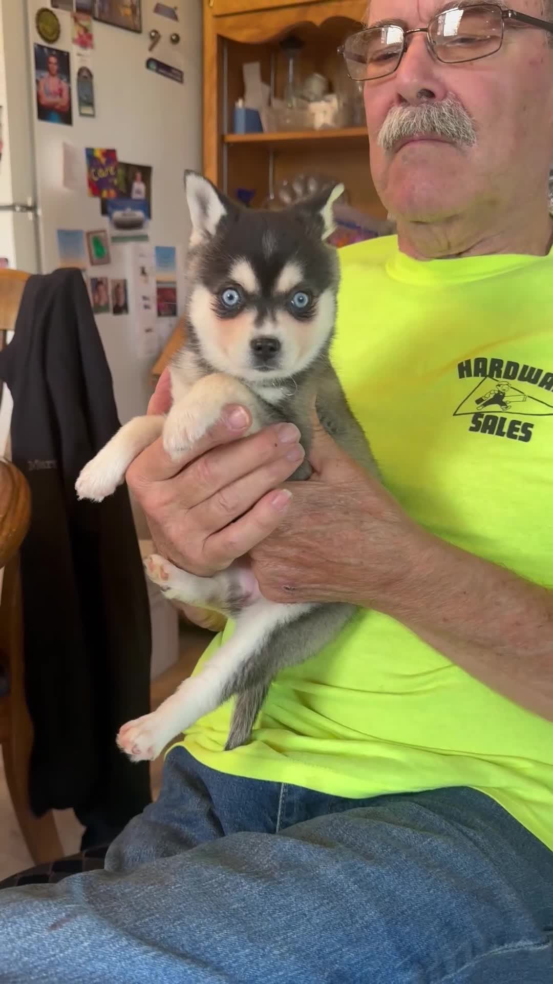Alaskan Klee Kai dogs for sale:  Puppy 3 - Video 1