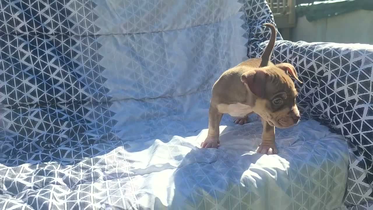 American Bully dogs for sale: Female 3 - Video 1