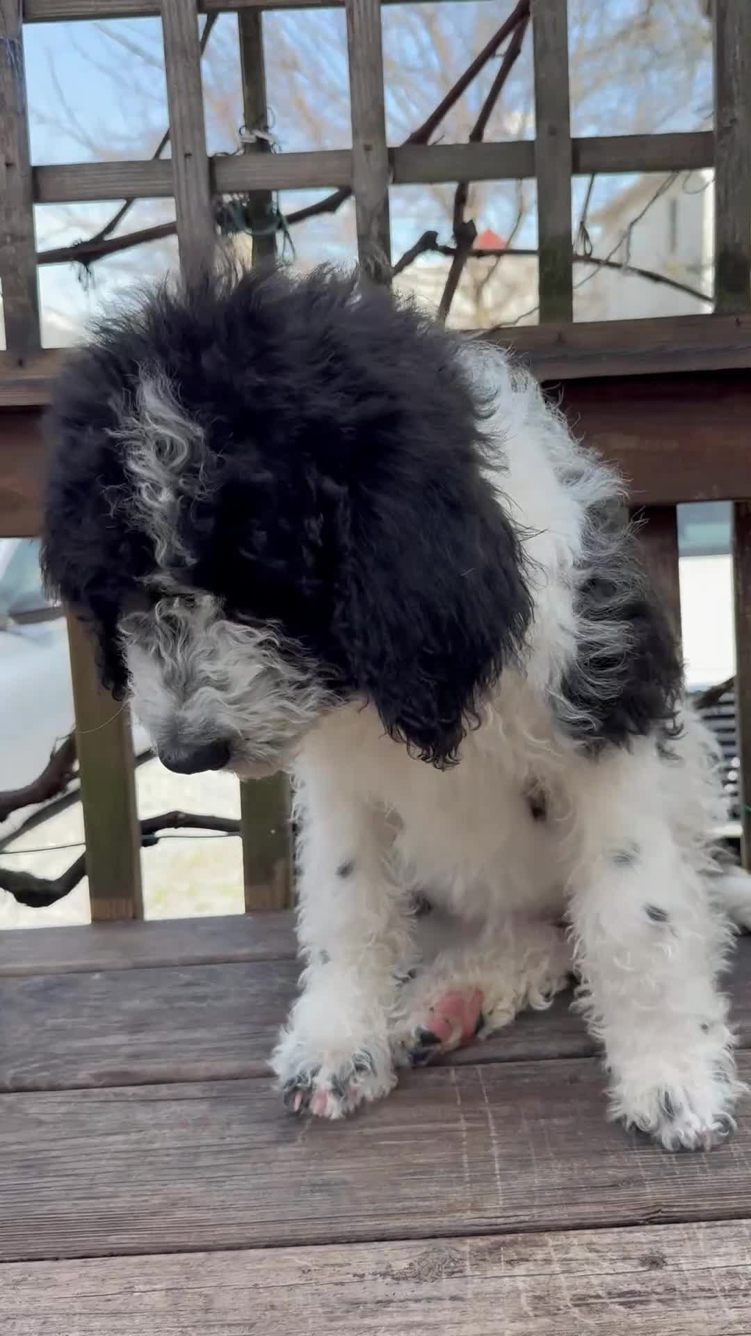 Mixed Breed dogs for sale: Sarah - Video 1