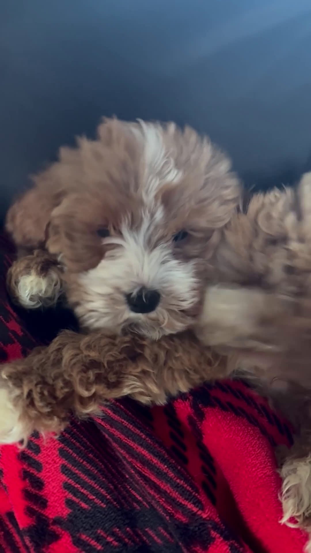 Cavapoo dogs for sale: CAVAPOO CALI❤️🐾 - Video 1