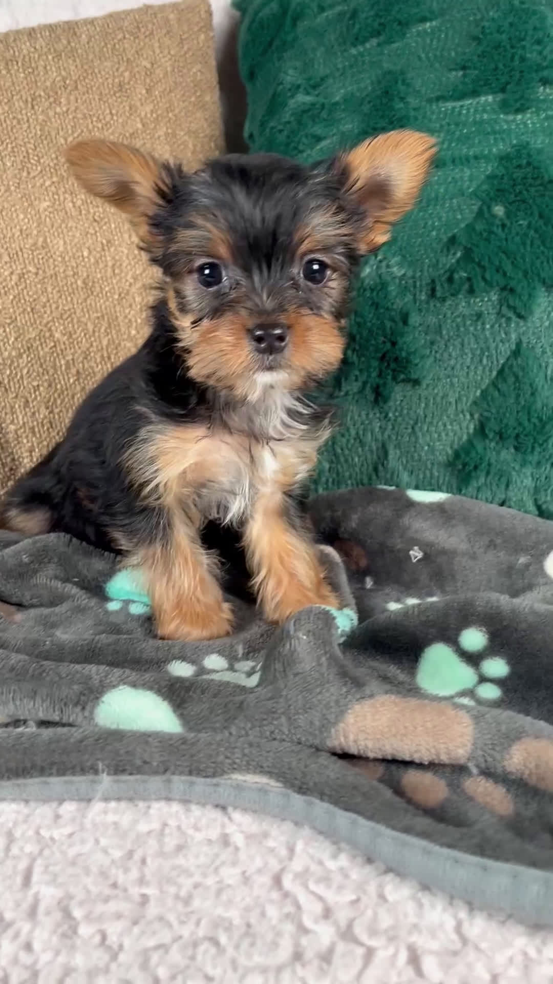 Yorkshire Terrier dogs for sale: Lacy - Video 1