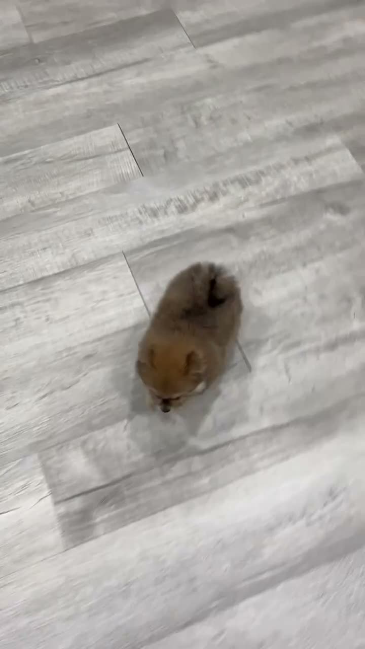Pomeranian dogs for sale: Cuddles - Video 1