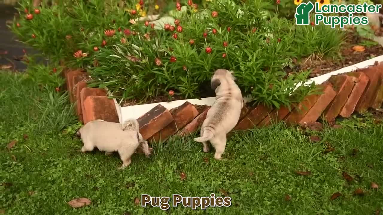 Pug dogs for sale: Nick  - Video 1
