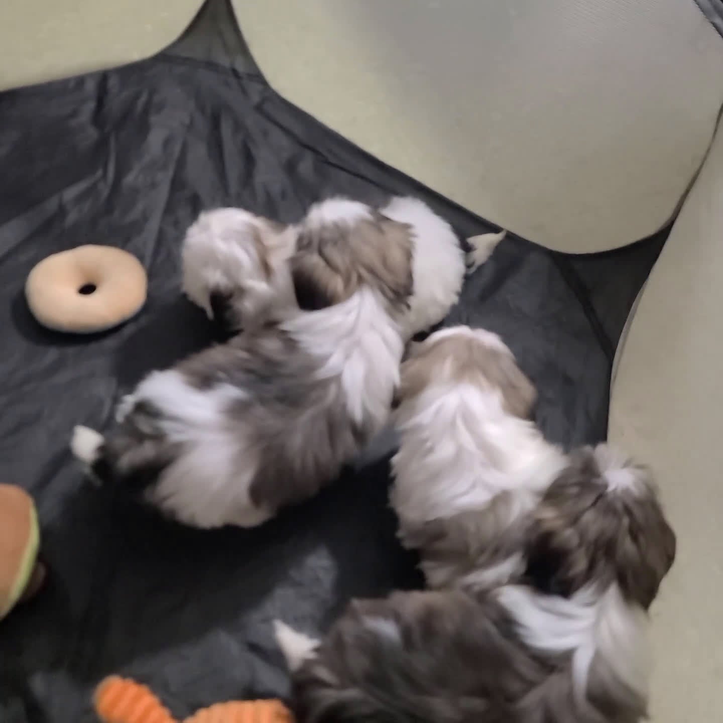 Shih Tzu dogs for sale: Debby - Video 1