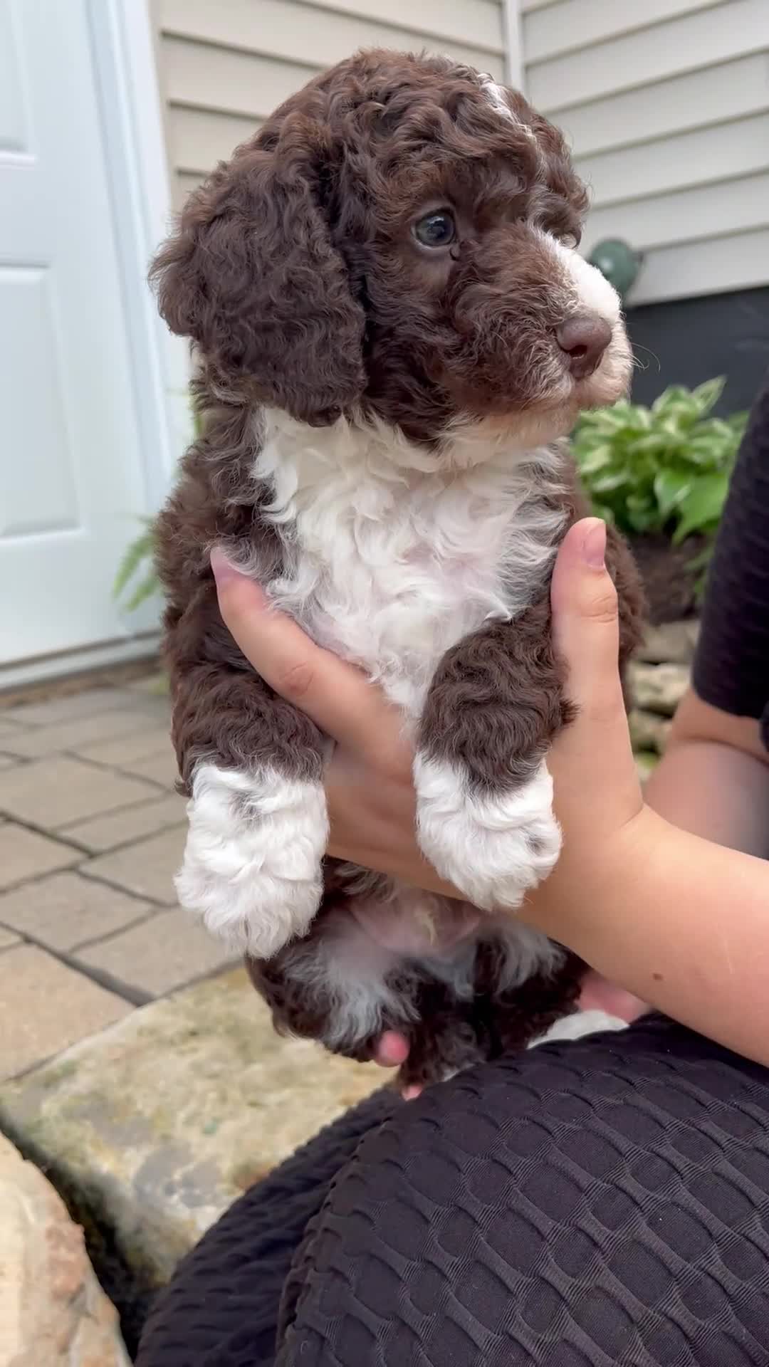 Mixed Breed dogs for sale: Flare - Video 1