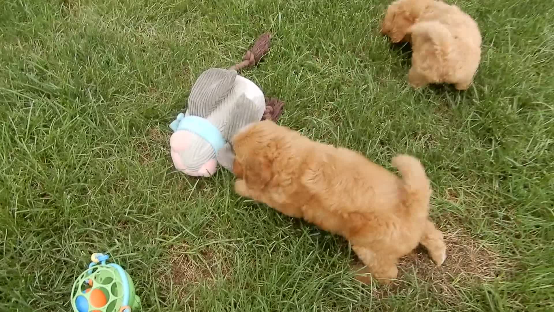 Mini Goldendoodle dogs for sale: Ginger - Video 1