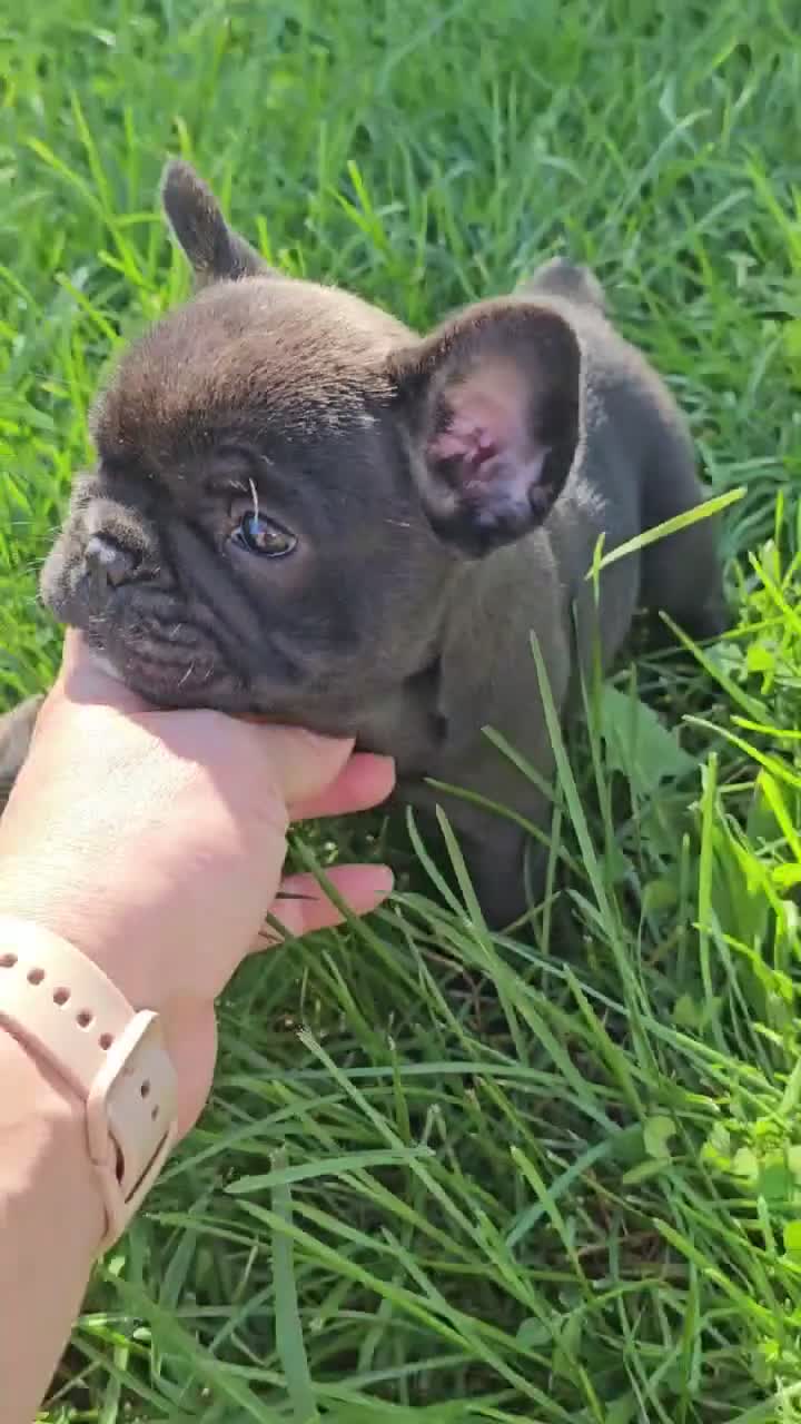 French Bulldog dogs for sale: Pine - Video 1