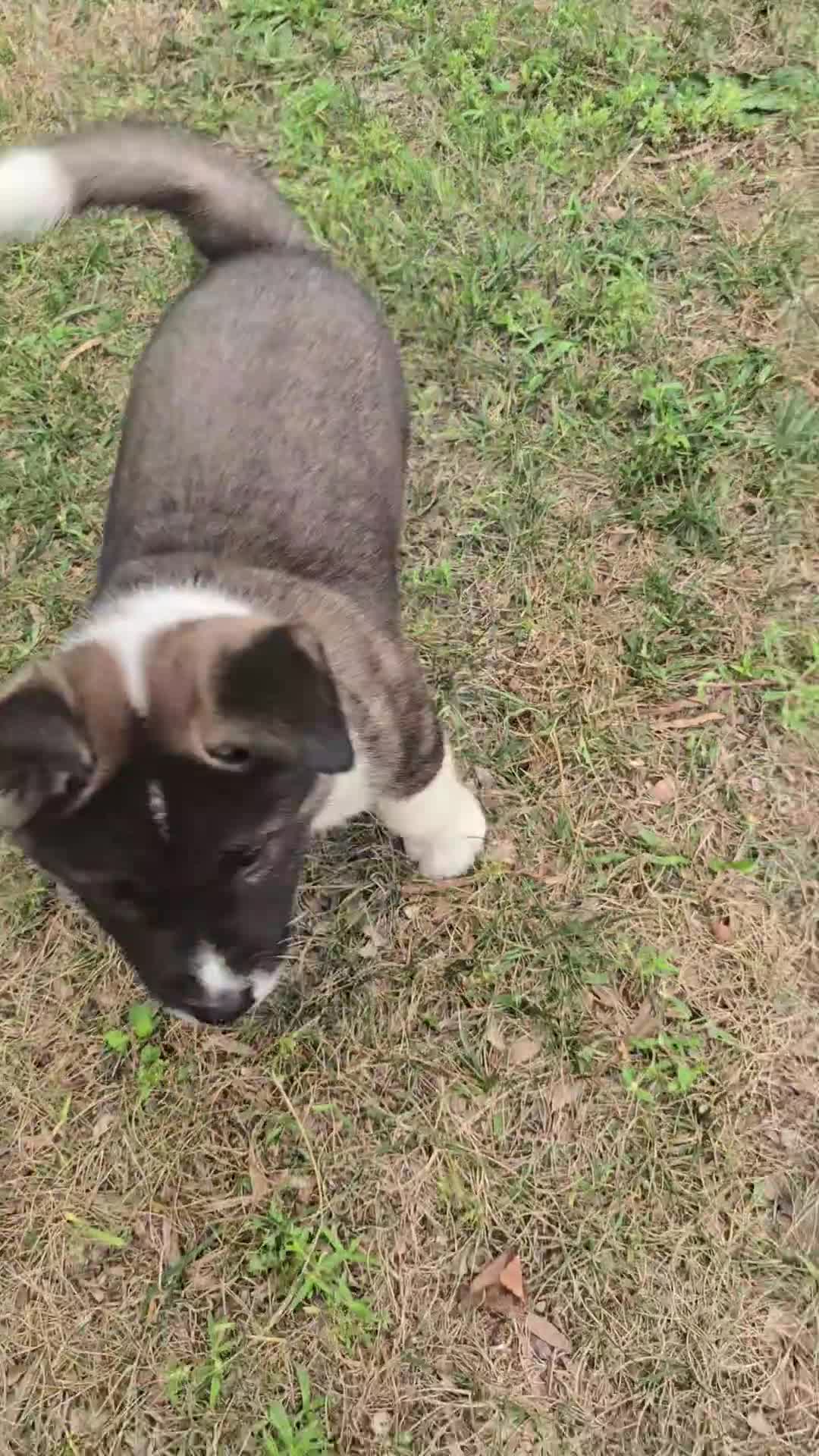 Akita dogs for sale: Bear  - Video 2
