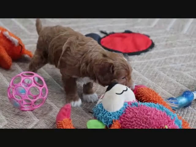 Mini Goldendoodle dogs for sale: Adora - Video 6