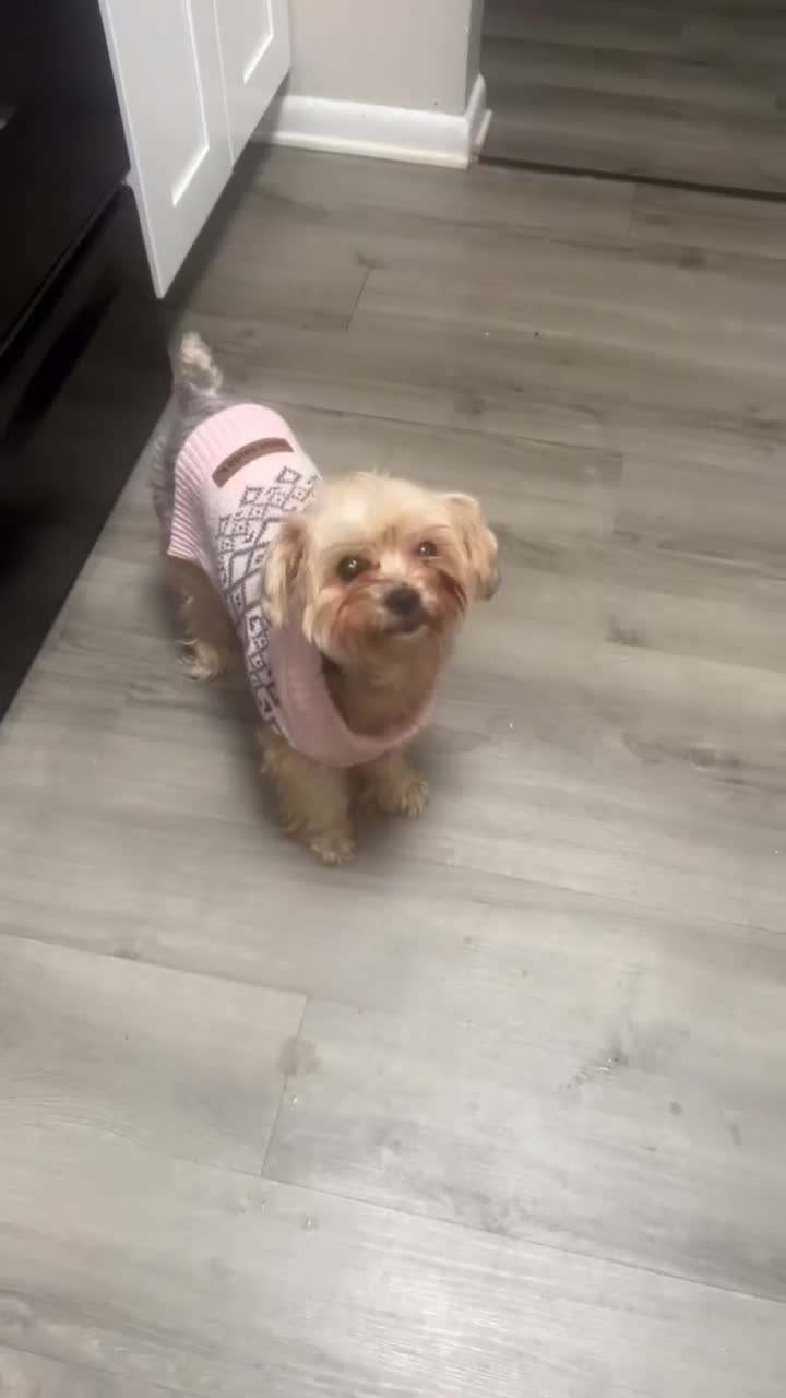 Yorkshire Terrier dogs for sale: Hershey - Video 3