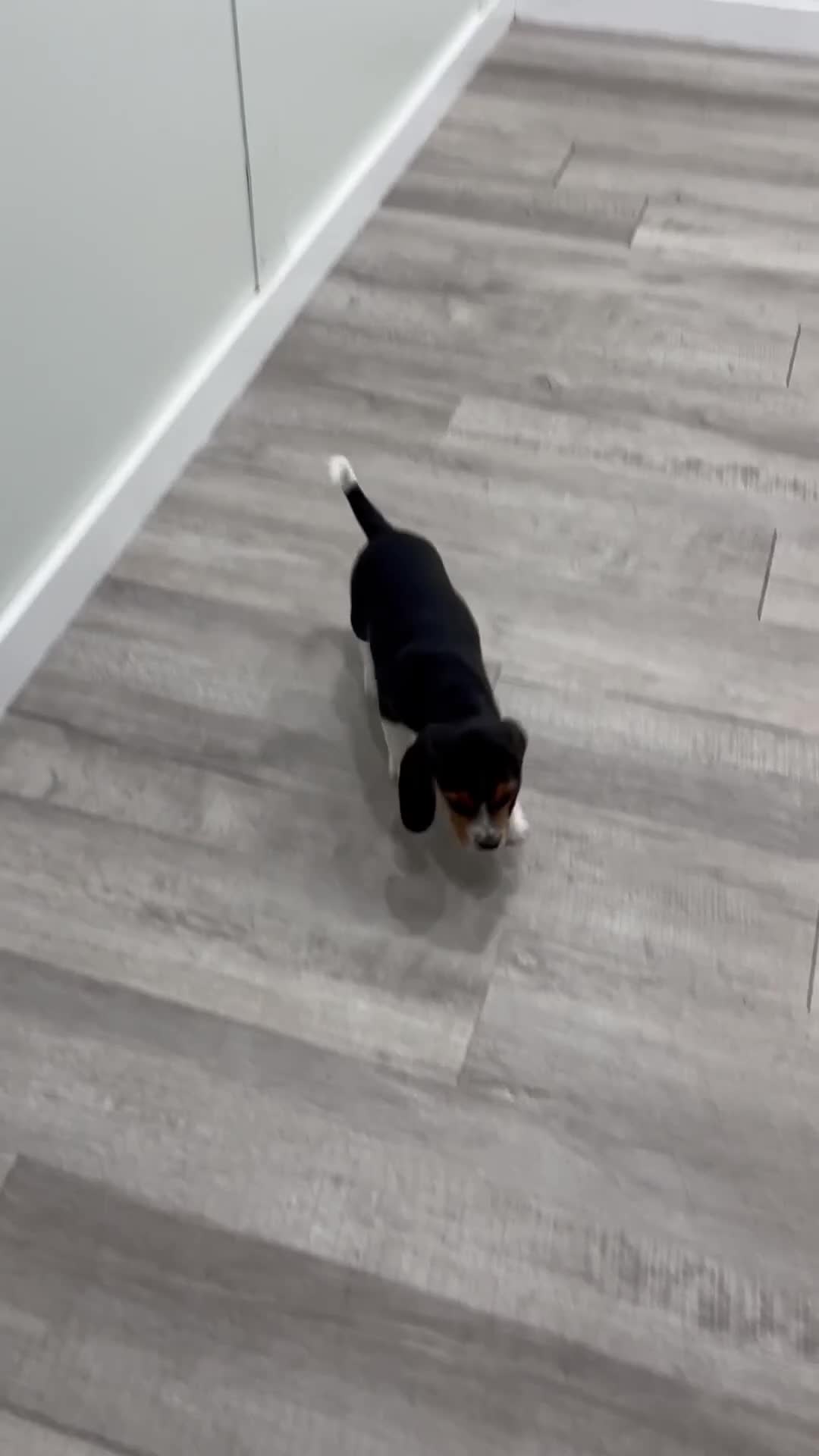 Beagle dogs for sale: Spot - Video 1