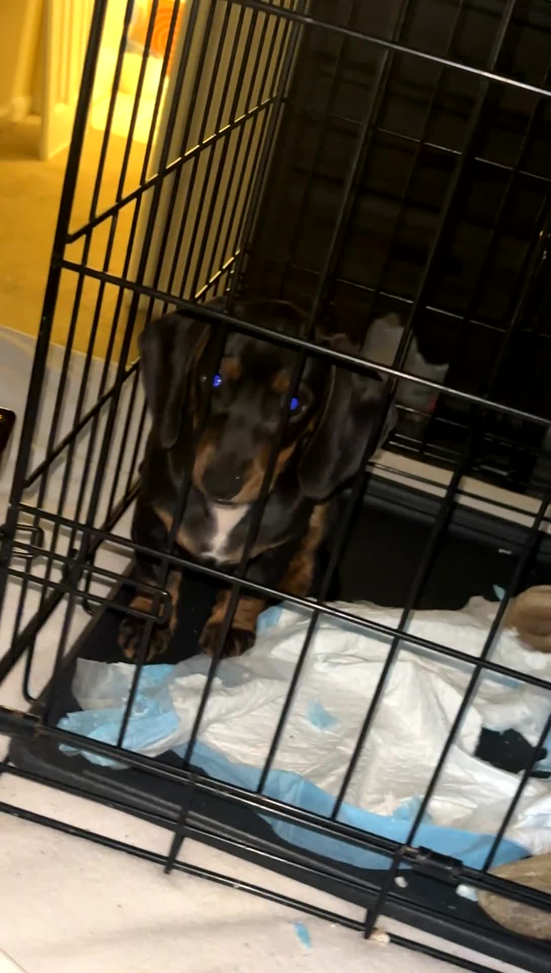 Miniature Dachshund dogs for sale: Gina - Video 2