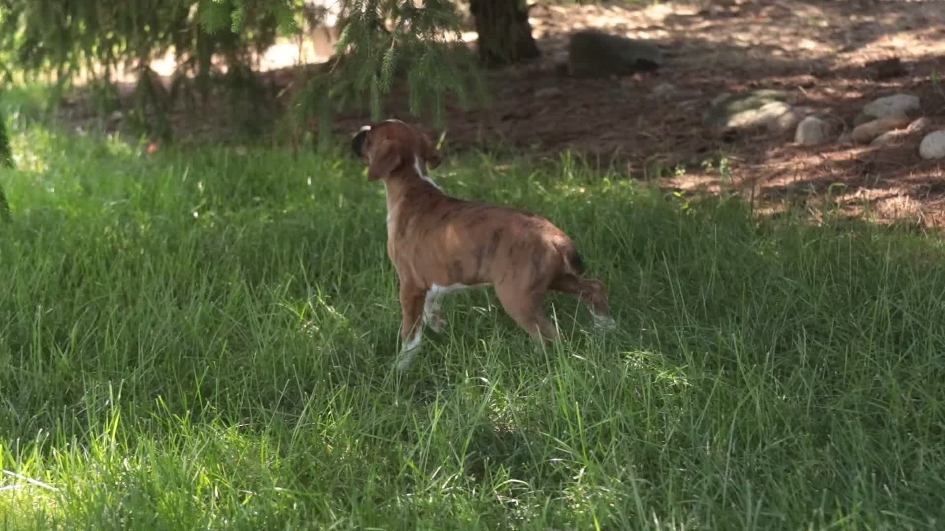 Boxer dogs for sale: Annie - Video 1