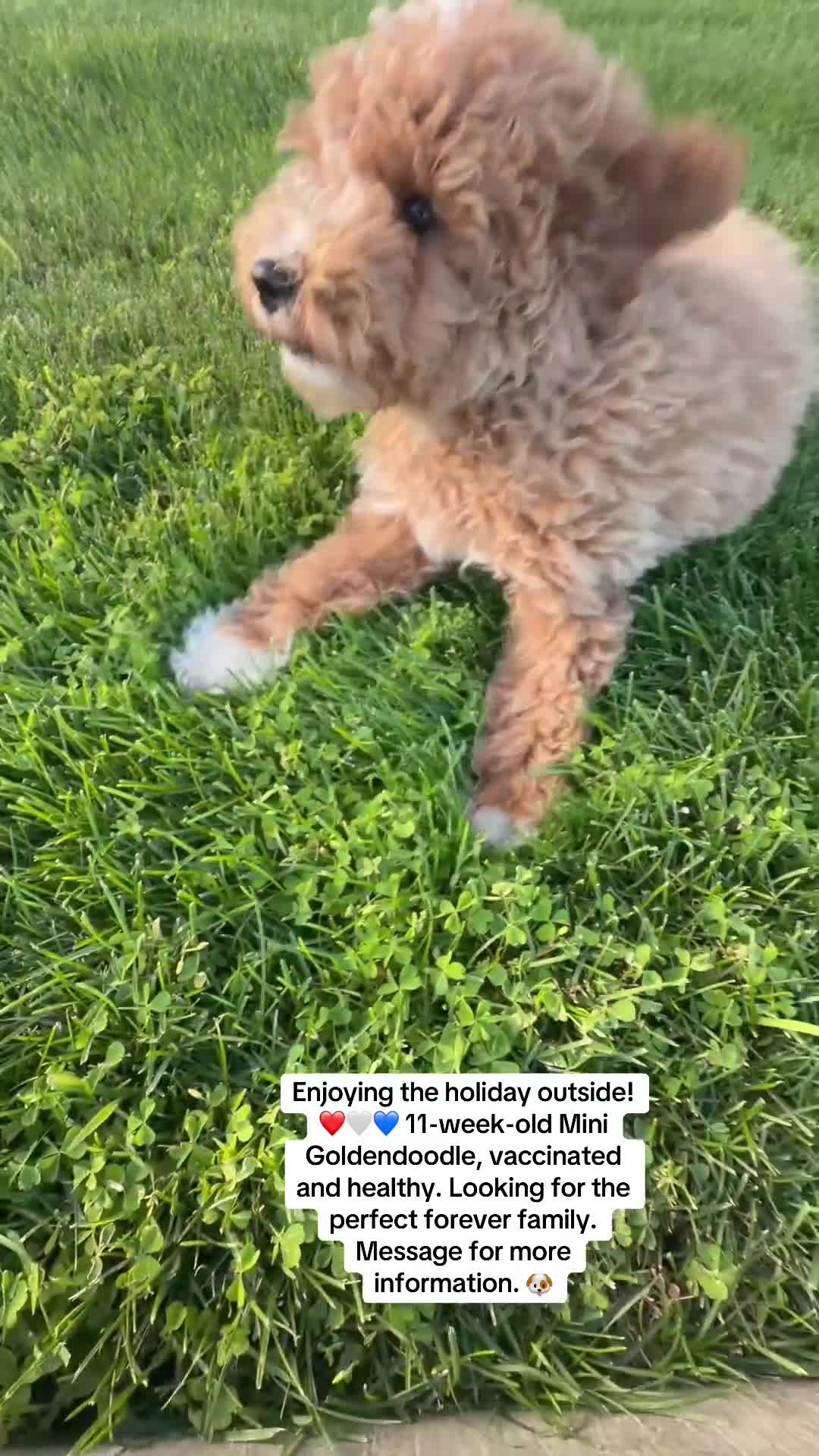 Mini Goldendoodle dogs for sale: Teddy - Video 2