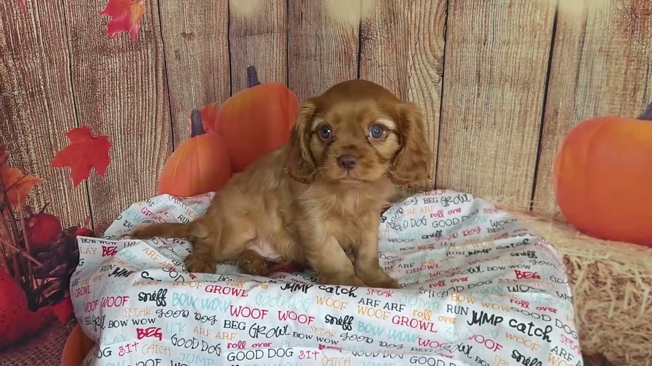 Cavalier King Charles Spaniel dogs for sale: AKC Zoey - Video 3