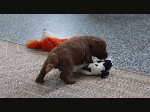 Mini Goldendoodle dogs for sale: Clinton - Video 7