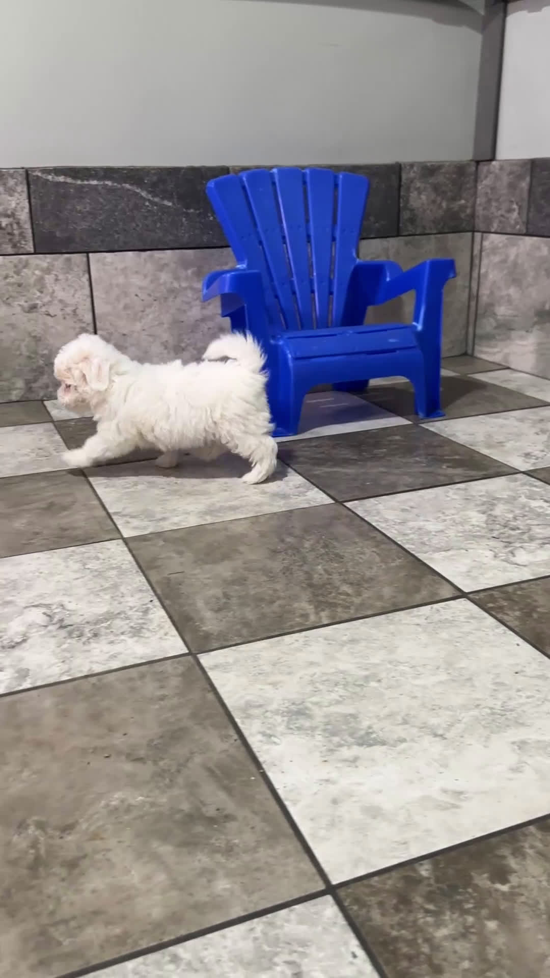 Maltese dogs for sale: Emily - Video 1