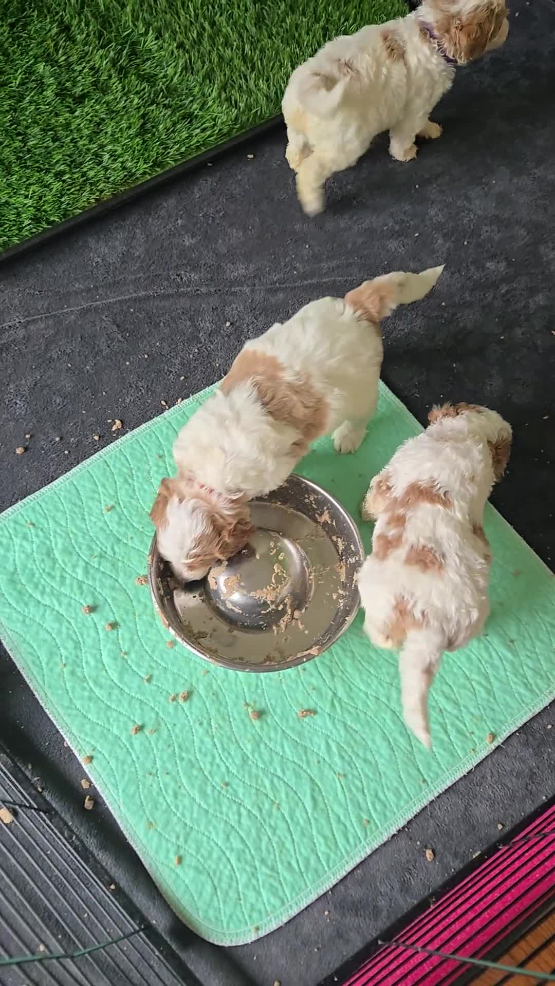 Goldendoodle dogs for sale: Miss Hot Pink - Video 1