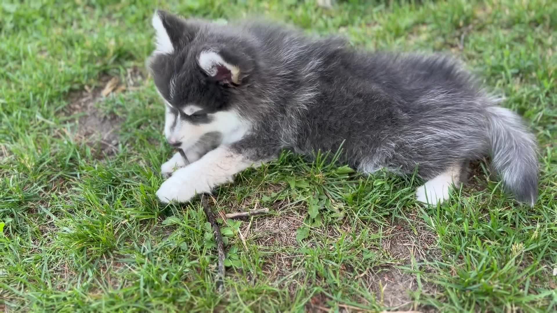 Pomsky dogs for sale: Sapphire - Video 1