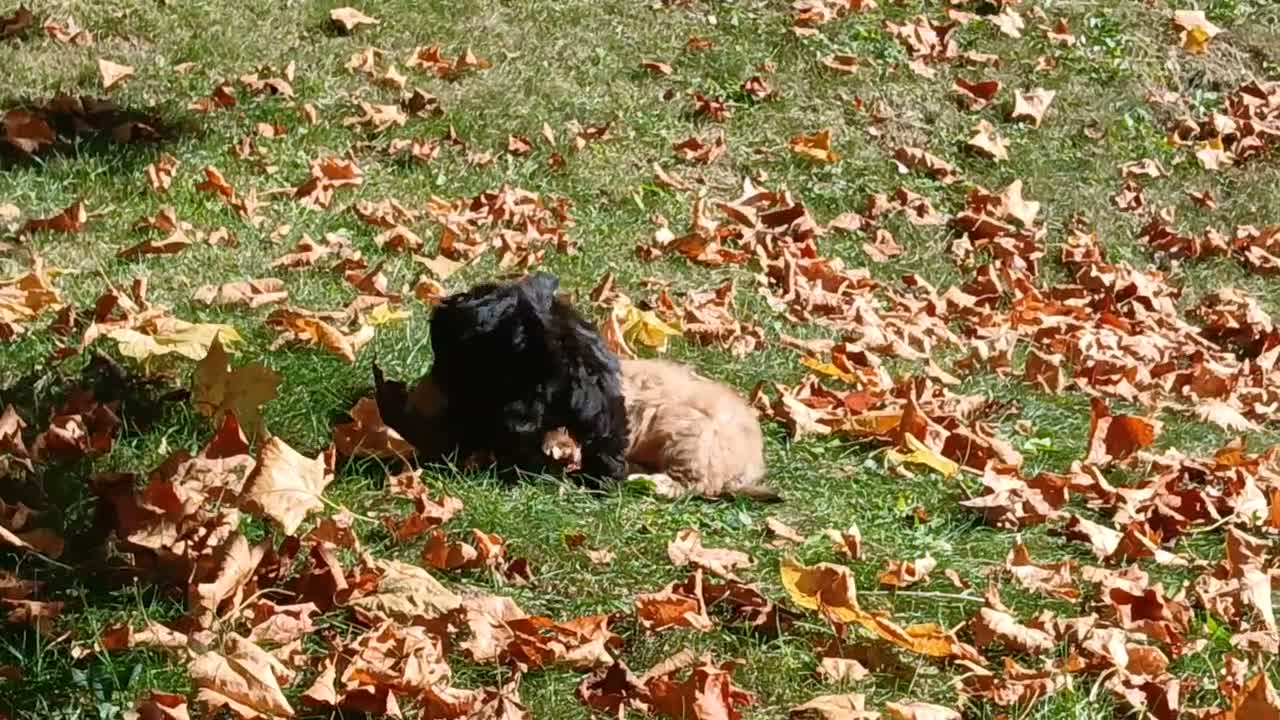 Teddy Bear dogs for sale: Holly  - Video 2
