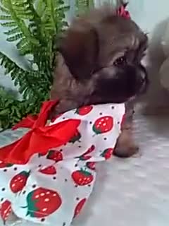 Shih Tzu dogs for sale: Callie - Video 1