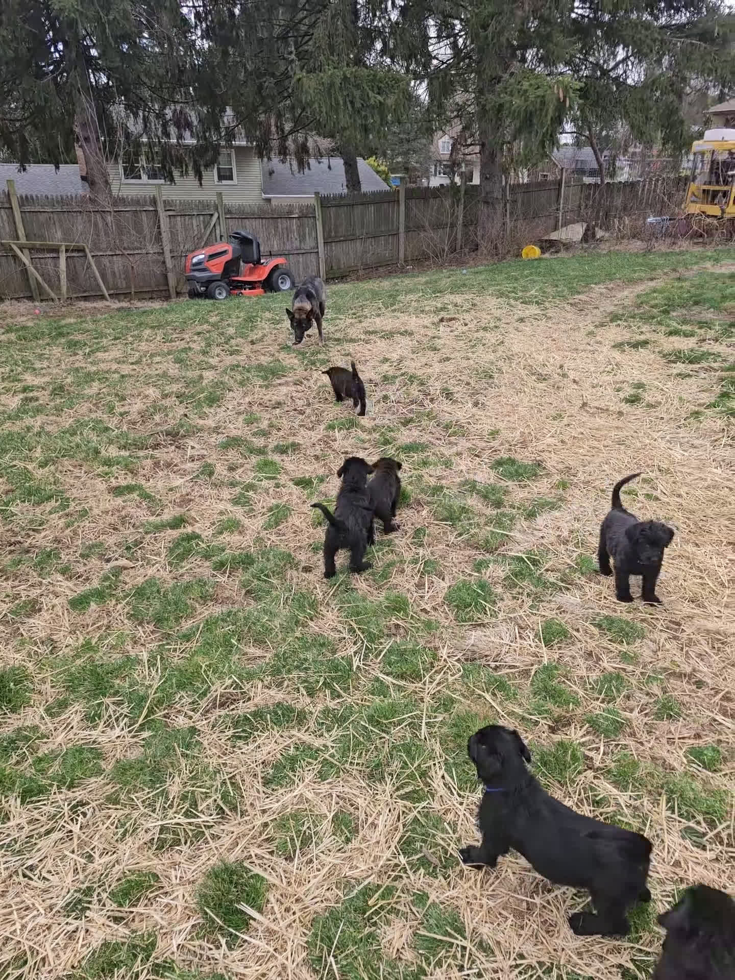 Mixed Breed dogs for sale: Mario - Video 2