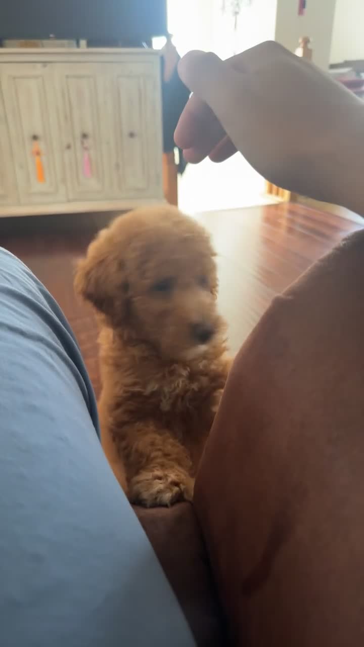 Goldendoodle dogs for sale: Goldendoodle 1 - Video 2