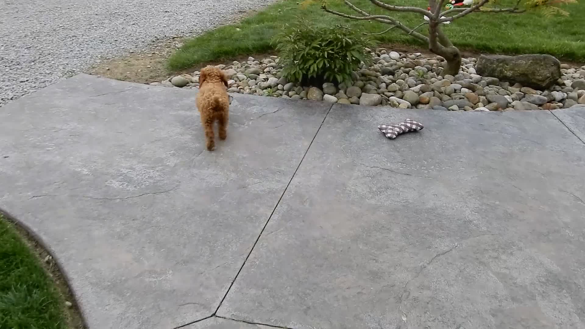 Cavapoo dogs for sale: Lulu - Video 2