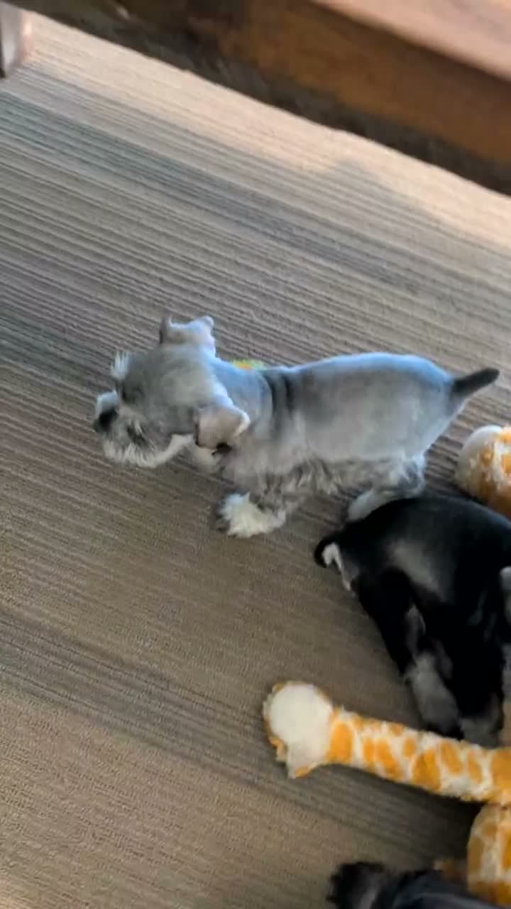 Miniature Schnauzer dogs for sale: Clover - Video 1