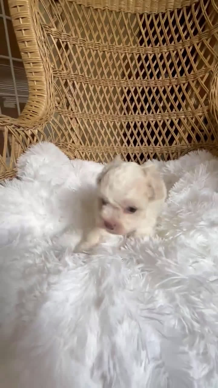 Toy Poodle dogs for sale: Toy Poodle Puppy 2 - Video 1