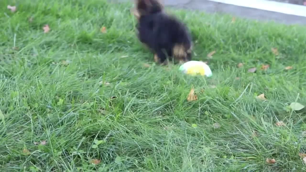 Yorkiepoo dogs for sale: Winston - Video 1