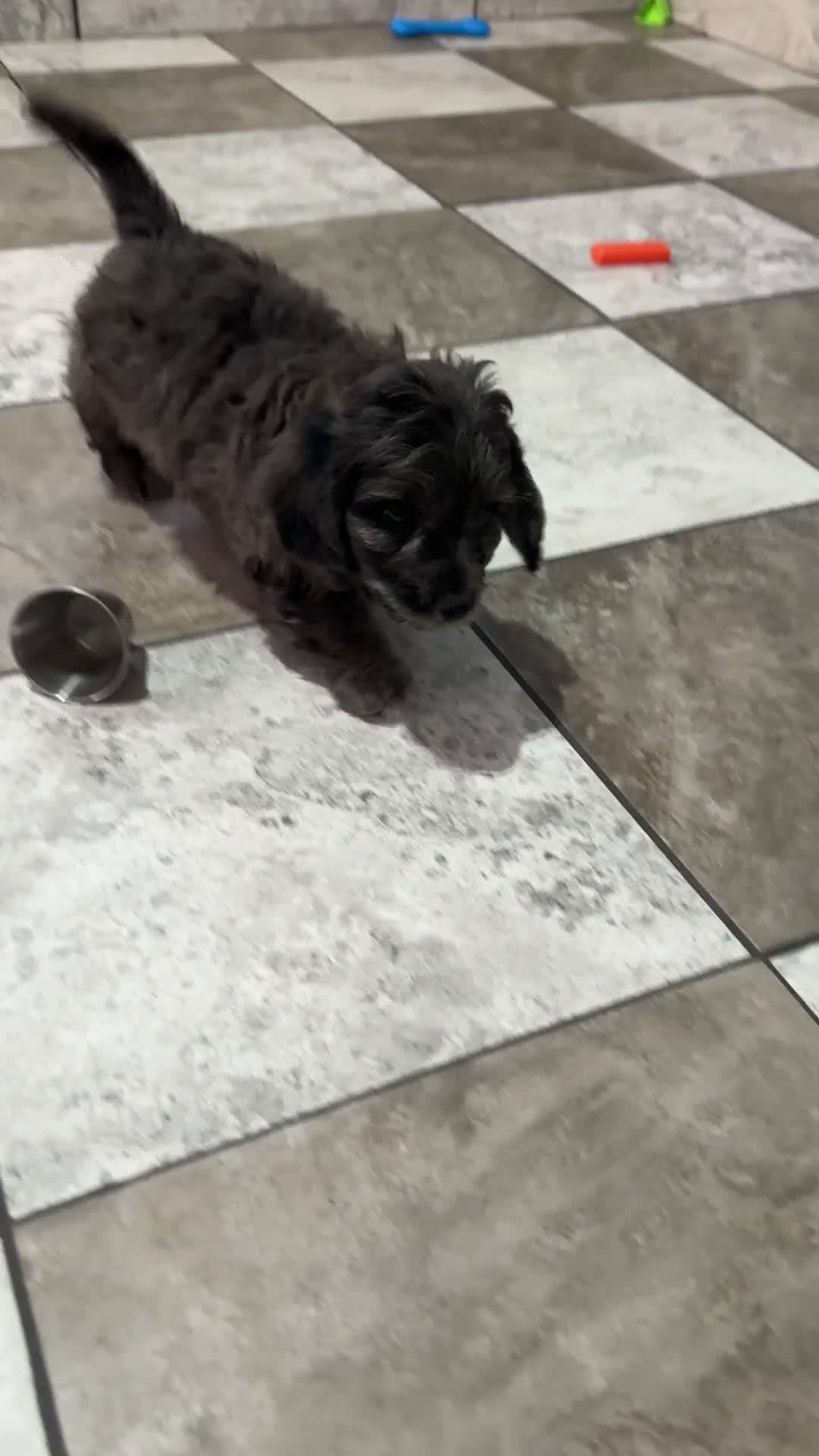 Mixed Breed dogs for sale: Wyatt - Video 1