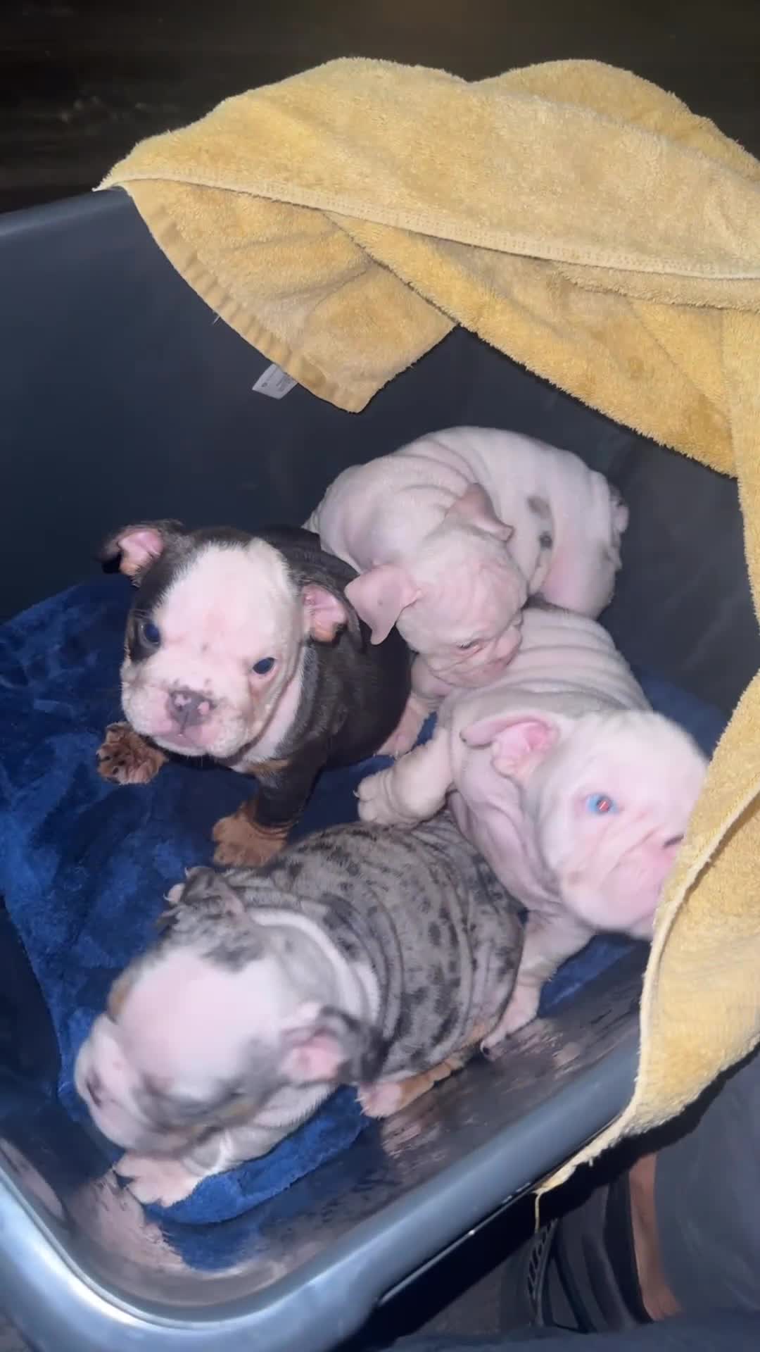 English Bulldog dogs for sale: Scar - Video 1