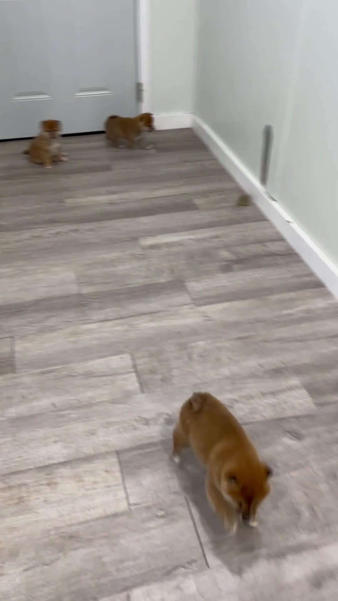 Shiba Inu dogs for sale: Logan - Video 2