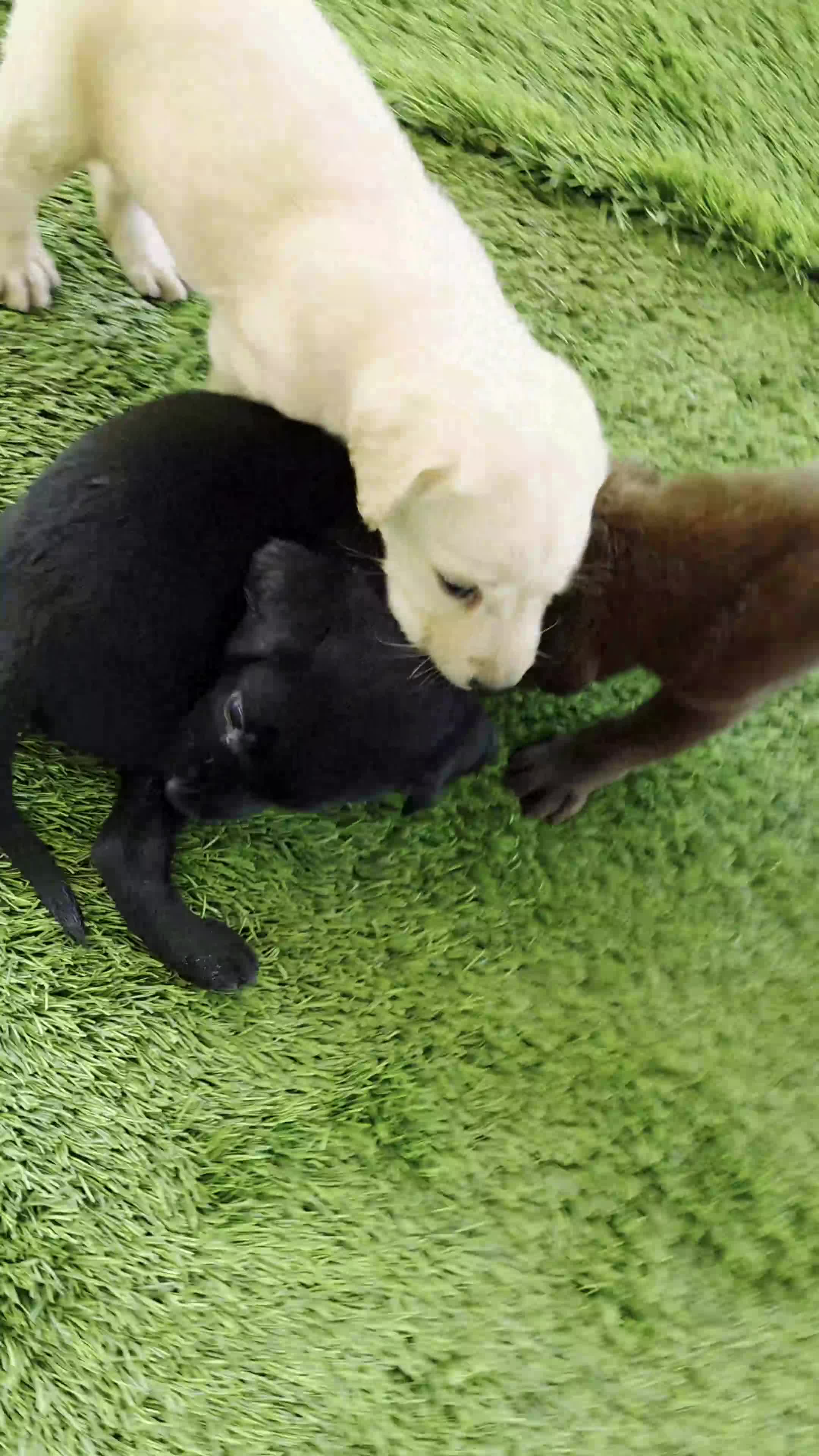 Labrador Retriever dogs for sale: Daisy - Video 3