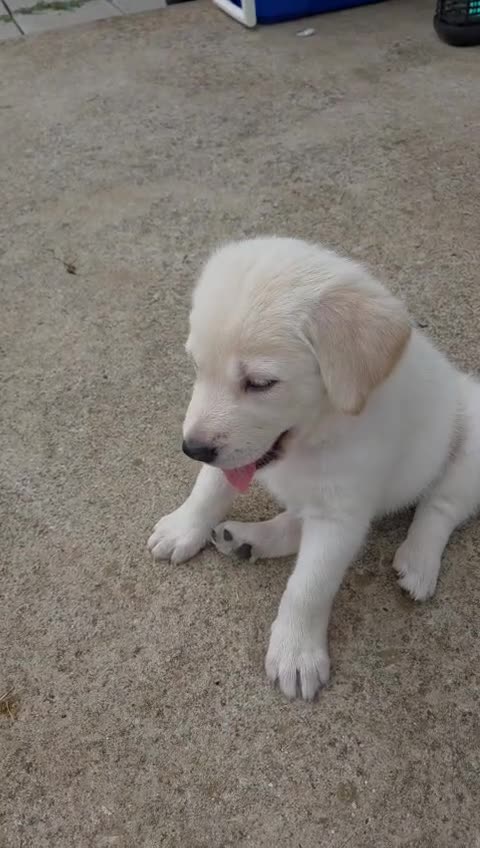 Golden Shepherd dogs for sale: Chloe - Video 1