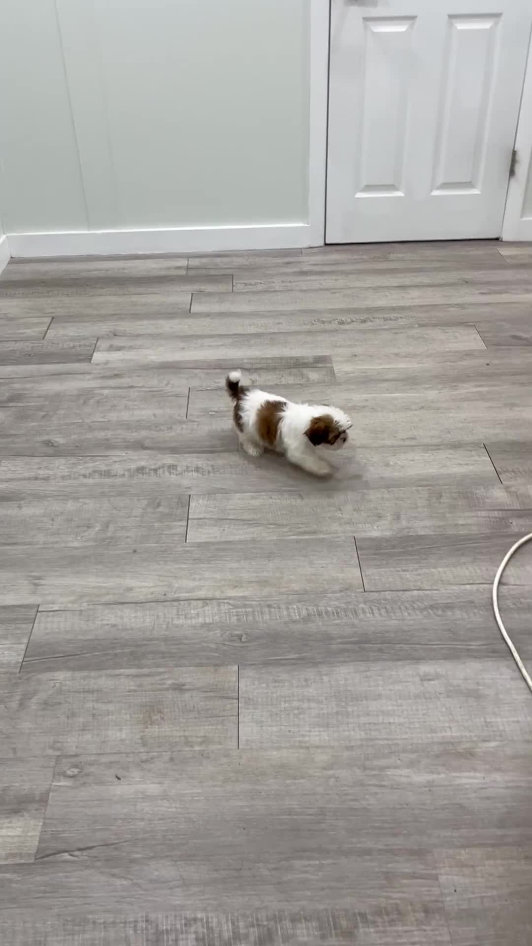 Shih Tzu dogs for sale: Camp - Video 1