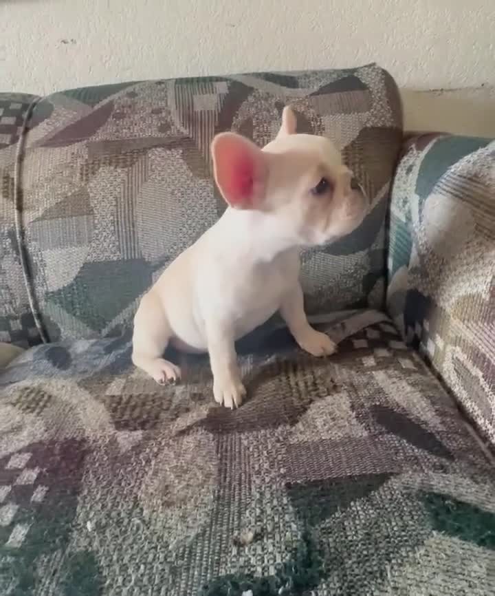French Bulldog dogs for sale: SNOW WHITE - FRENCHIE PRINCESS in CALI, USA DELIVERY AVAILABLE! - Video 1
