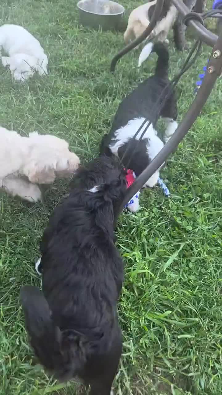 Goldendoodle dogs for sale: Banana - Video 2