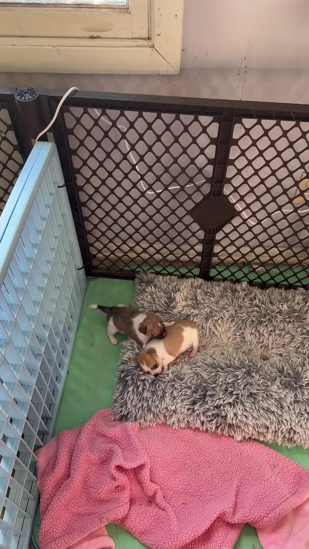 Chihuahua dogs for sale: Chihuahua Puppy 1 - Video 2