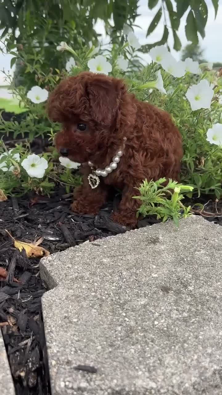 Toy Poodle dogs for sale: Mercy Toy Poodle  - Video 1