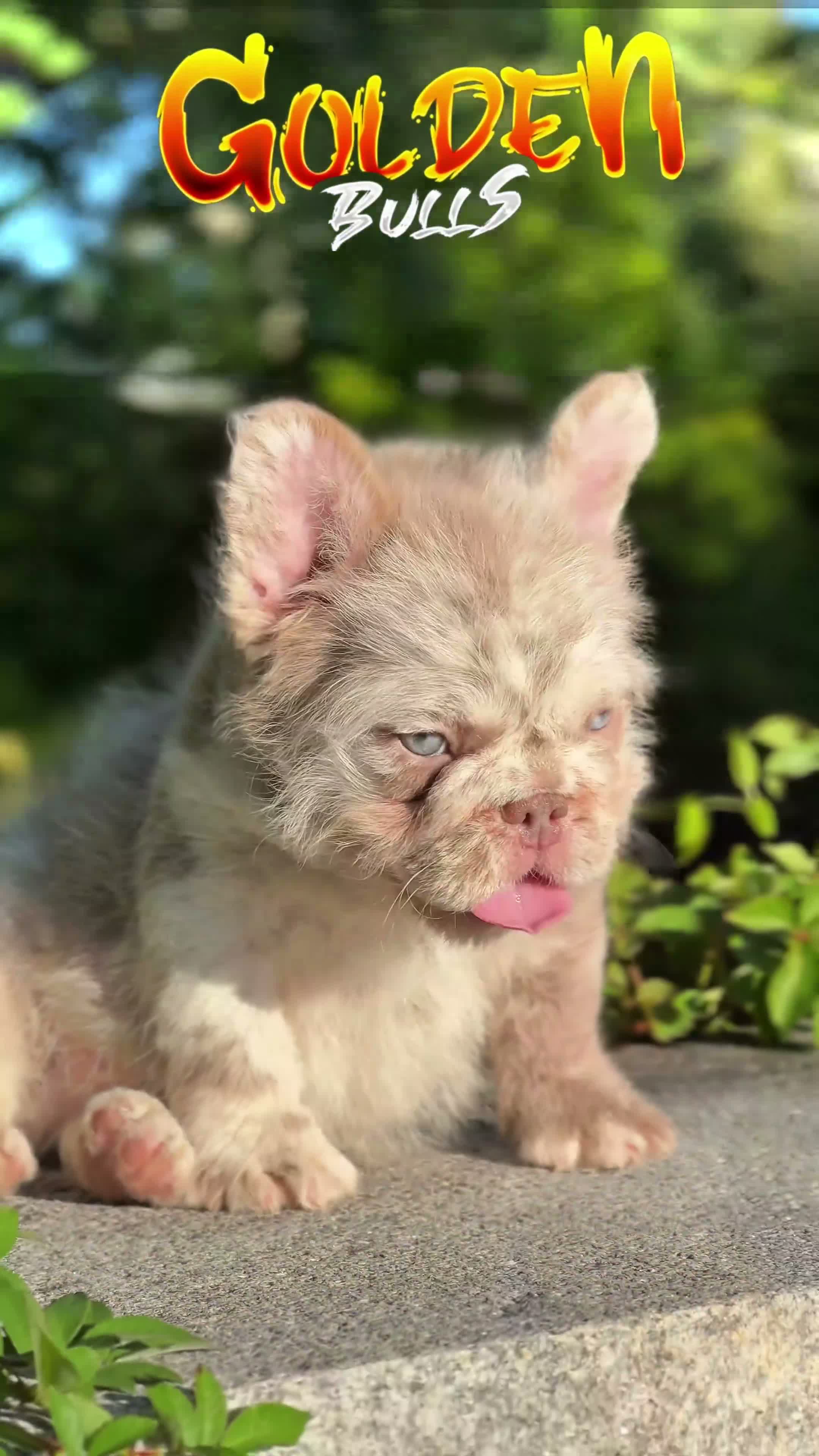 French Bulldog dogs for sale: O’CONNER Isabella Merle Floodle fluffy male  - Video 1