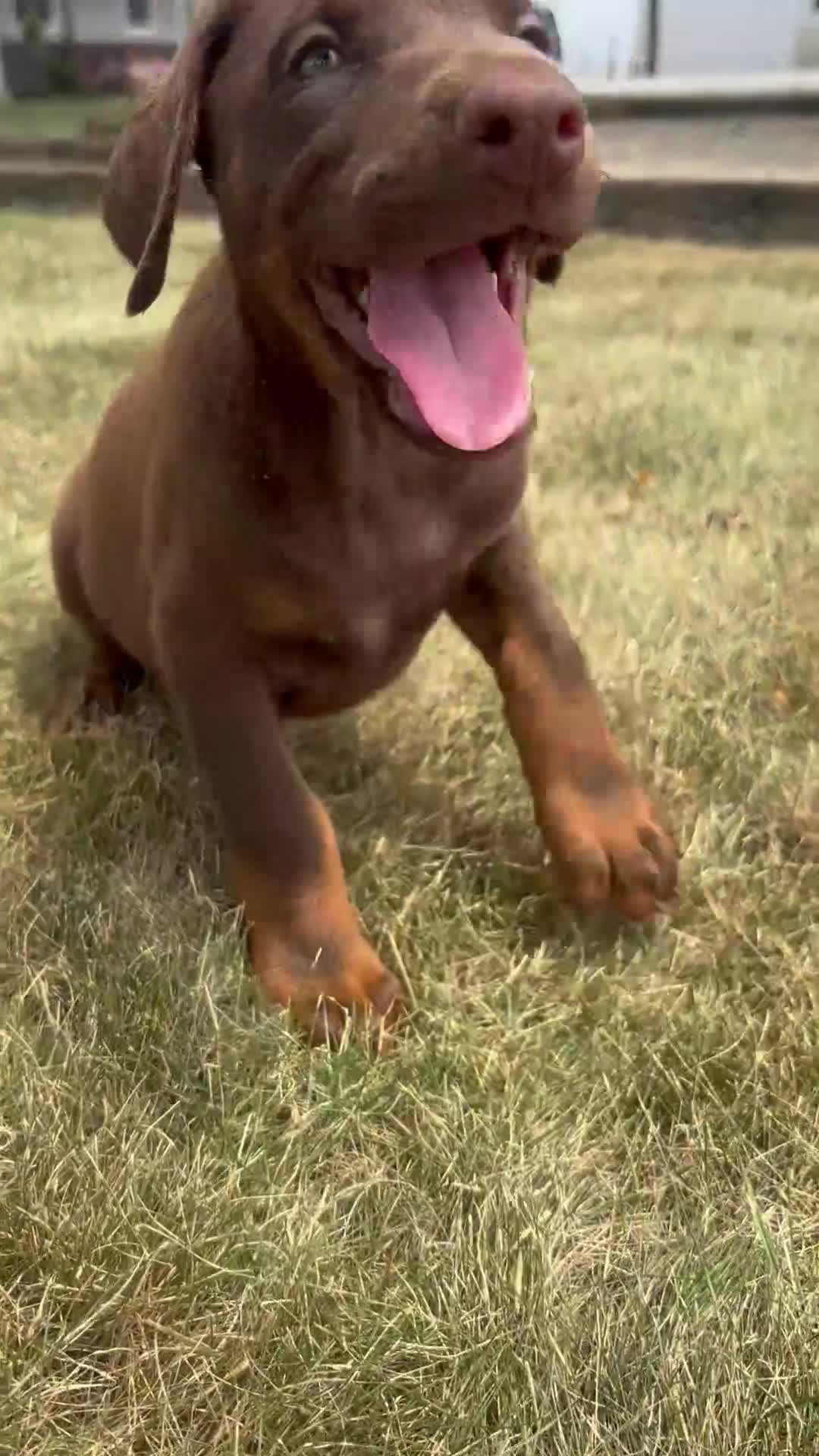 Doberman Pinscher dogs for sale: Athena - Video 1
